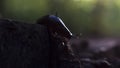 Slug crawling on the stump close-up