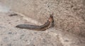 The slug crawls on the concrete surface and lets goo Royalty Free Stock Photo