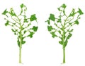 Slug damage of green kohlrabi leaf Royalty Free Stock Photo