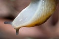 Slug, Dusky Arion Royalty Free Stock Photo