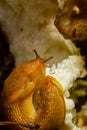 Slug, Dusky Arion, Arion subfuscus, Terrestrial Snail eating a mushroom in the forest Royalty Free Stock Photo