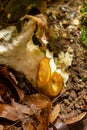 Slug, Dusky Arion, Arion subfuscus, Terrestrial Snail eating a mushroom in the forest Royalty Free Stock Photo