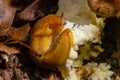 Slug, Dusky Arion, Arion subfuscus, Terrestrial Snail eating a mushroom in the forest Royalty Free Stock Photo