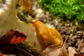 Slug, Dusky Arion, Arion subfuscus, Terrestrial Snail eating a mushroom in the forest Royalty Free Stock Photo