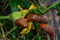 Slug eating flower of yellow pumpkin flower Royalty Free Stock Photo