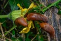 Slug eating flower of yellow pumpkin flower Royalty Free Stock Photo