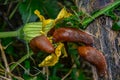 Slug eating flower of yellow pumpkin flower Royalty Free Stock Photo