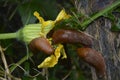 Slug eating flower of yellow pumpkin flower Royalty Free Stock Photo