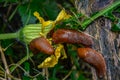 Slug eating flower of yellow pumpkin flower Royalty Free Stock Photo