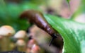 Slug eating leaf