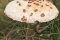 Slug eating mushroom. Macrolepiota procera. Arion lusitanicus.