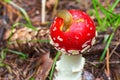 Slug eating on a toadstool Royalty Free Stock Photo