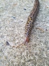 Slug Sliding across my sidewalk Royalty Free Stock Photo
