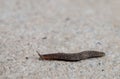 Slug on the floor Royalty Free Stock Photo