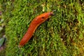 Slug in the forest Royalty Free Stock Photo