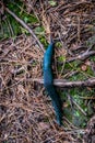 Slug on the forest path Royalty Free Stock Photo
