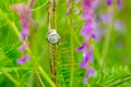 Slug in grass between purple flowers Royalty Free Stock Photo