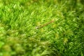 Slug on green leaf Royalty Free Stock Photo