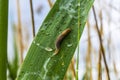 Slug on green leaf in rainy day Royalty Free Stock Photo