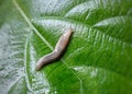 Slug on a green leaf Royalty Free Stock Photo