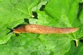 Slug on green leaves, closeup Royalty Free Stock Photo