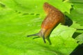 Slug on green leaves, closeup Royalty Free Stock Photo