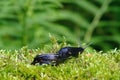 Slug on green moss Royalty Free Stock Photo