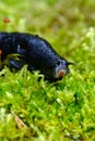 Slug on green moss Royalty Free Stock Photo