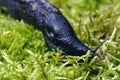 Slug on green moss Royalty Free Stock Photo