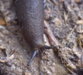 Slug head on dirt road and wet stone. Royalty Free Stock Photo