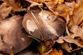 Slug insect is on a cap of mushroom in autumn forest. Big brown mushrooms surrounded by fallen leaves. Close-up image of harvest