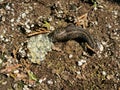 Slug and Its Eggs Royalty Free Stock Photo