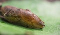 Slug on the leaf Royalty Free Stock Photo