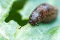 Slug on leaf of cabbage Royalty Free Stock Photo