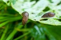 Slug on leaf of cabbage Royalty Free Stock Photo