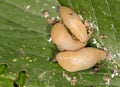 Slug on a leaf in the nature. close Royalty Free Stock Photo