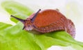 Slug on lettuce leaf