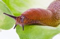 Slug on lettuce leaf