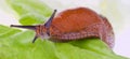 Slug on lettuce leaf