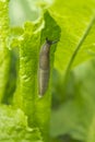 Slug on lettuce in my garden Royalty Free Stock Photo