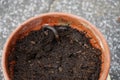 A slug Limax maximus crawls along the ground in a flower pot. Berlin, Germany Royalty Free Stock Photo