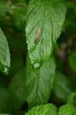 Slug on long green leaf Royalty Free Stock Photo