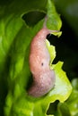 Slug. Macro Royalty Free Stock Photo