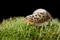 Slug on moss Royalty Free Stock Photo