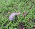 A slug with mosses Royalty Free Stock Photo