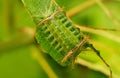 Slug Moth Catterpillar, Limacodidae Family, Kudremukh Wildlife Sanctuary Royalty Free Stock Photo