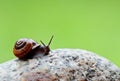 A slug moving slowly on