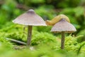 Slug moving on two very small mushrooms growing in sphagnum moss Royalty Free Stock Photo
