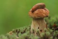 Slug on a mushroom hat. Royalty Free Stock Photo