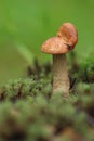 Slug on a mushroom hat. Royalty Free Stock Photo